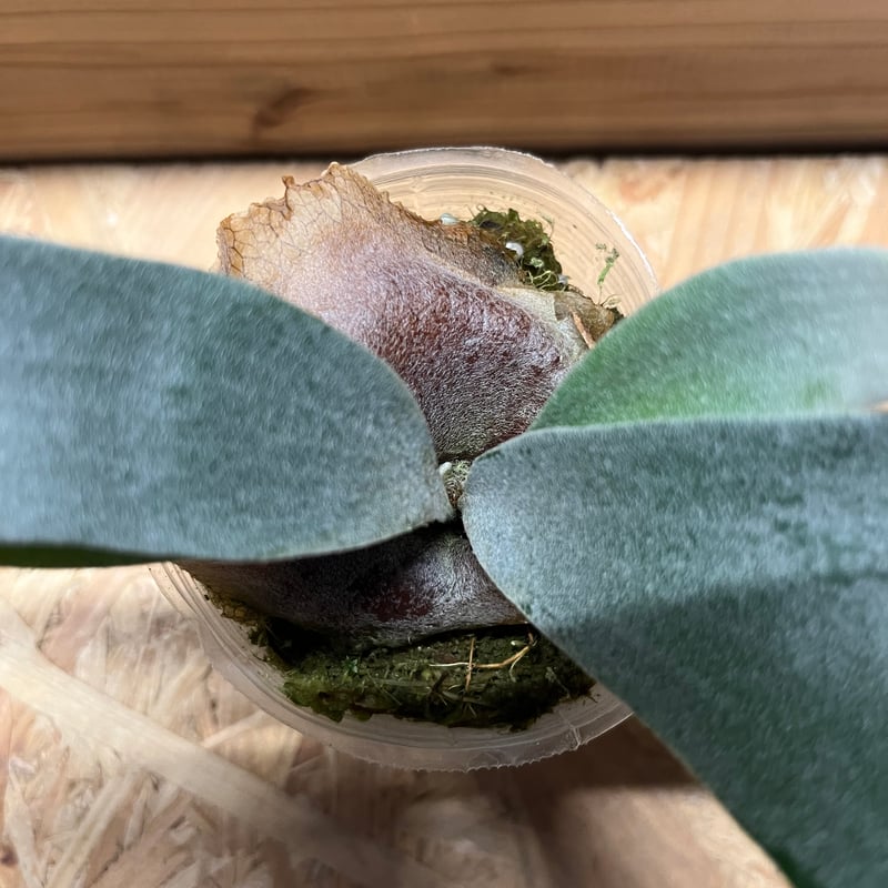 E-1 白ビフ　ビカクシダ　L size 極美品 ビカクシダ E-1 白ビフ sp.White | GREEN LUCK