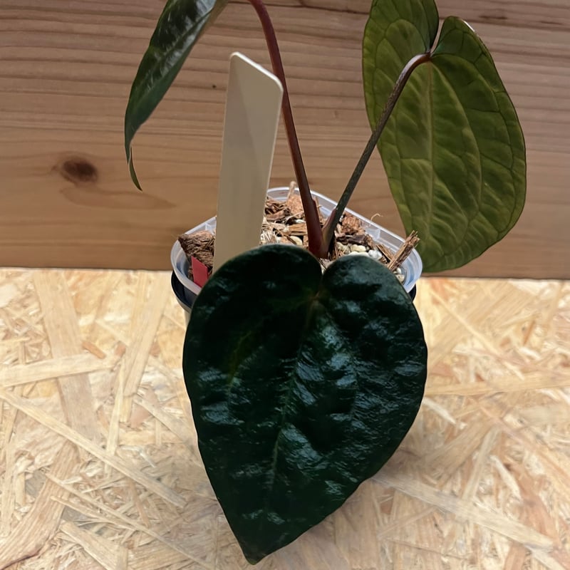 アンスリウム エースオブスペード ダークフォーム セルフ | GREEN LUCK