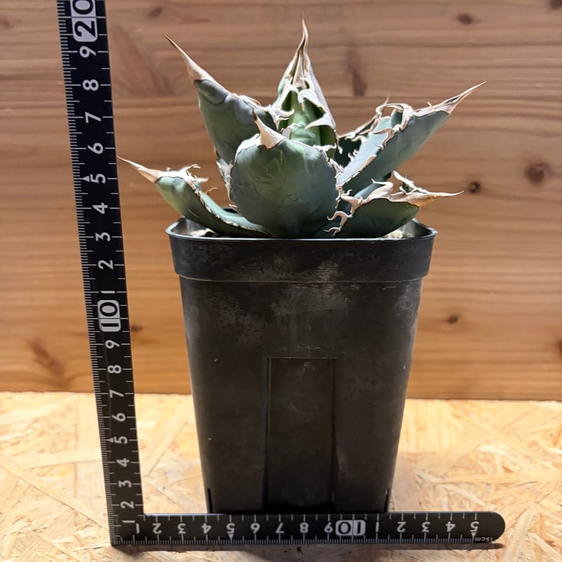 アガベ チタノタ 'ホワイトソーン' | GREEN LUCK