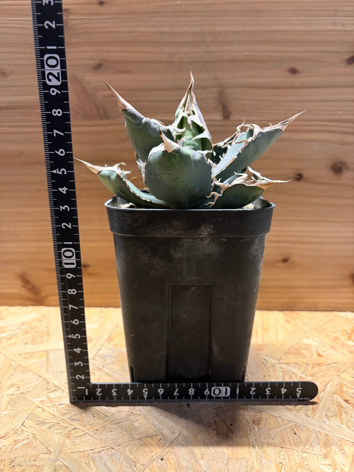 アガベ チタノタ 'ホワイトソーン' | GREEN LUCK