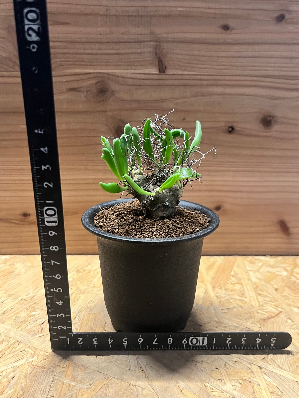 チレコドン レティキュラーツス 万物想 | GREEN LUCK