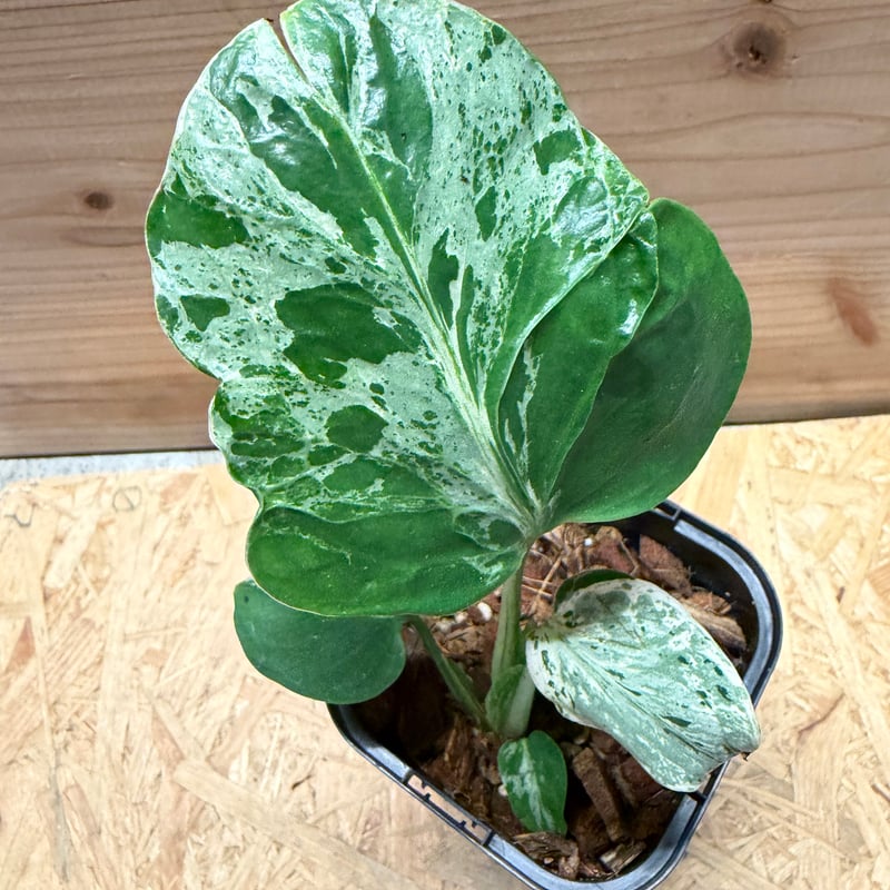 モンステラ デリシオーサ 'バルバソー' | GREEN LUCK