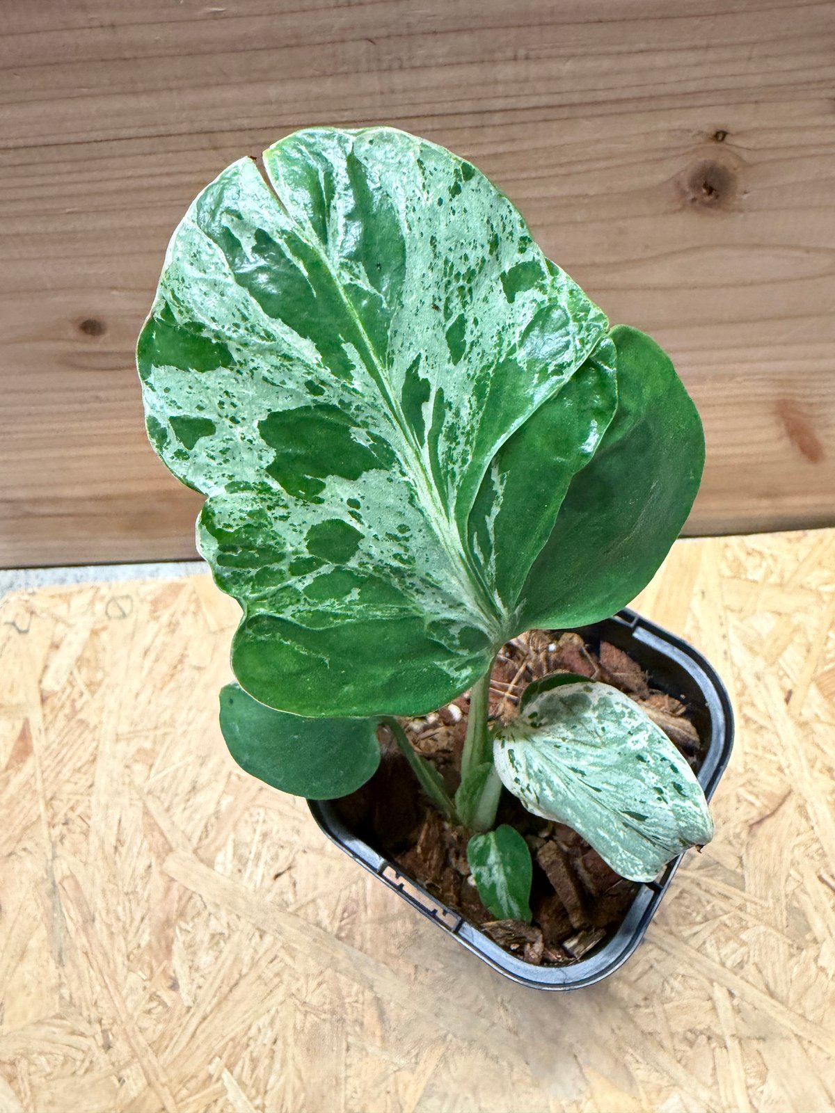 モンステラ デリシオーサ 'バルバソー' | GREEN LUCK