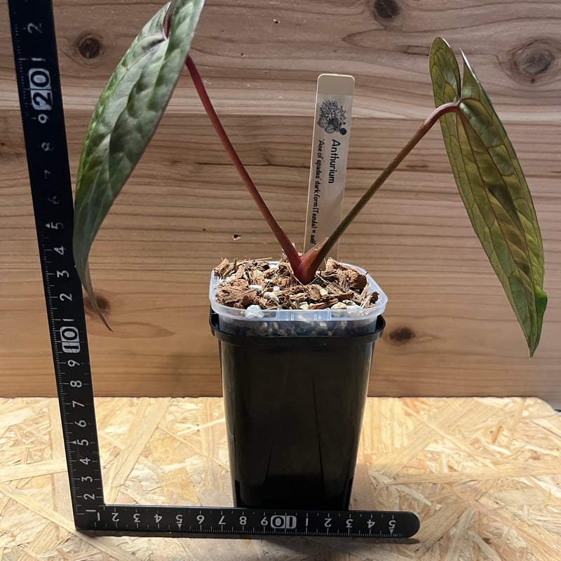 アンスリウム エースオブスペード ダークフォーム セルフ | GREEN LUCK