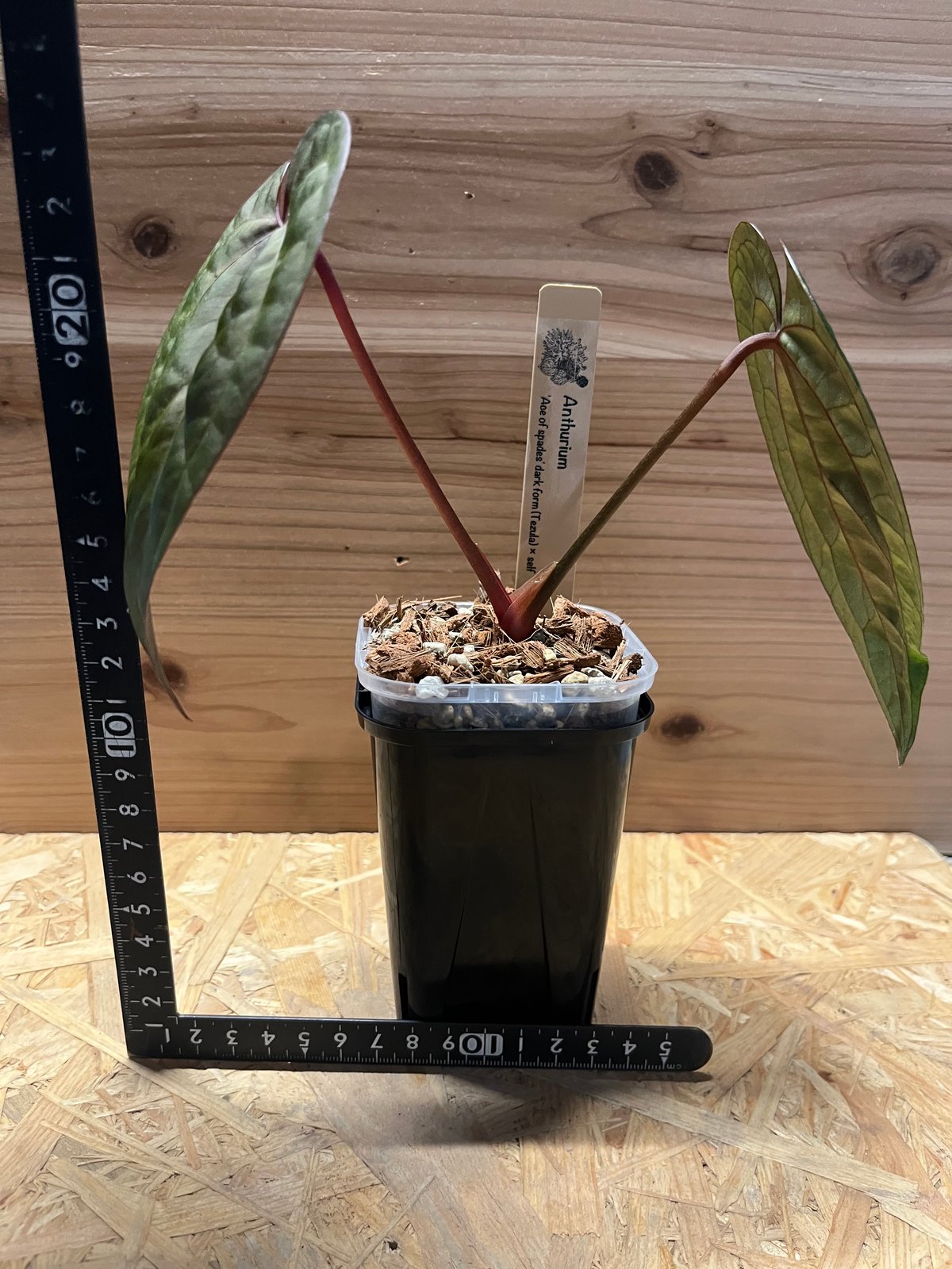 Anthurium AOS / アンスリウム エース オブ スペード② ♠️Anthurium 'Ace of Spades' ♠️ ______【Dark form】______