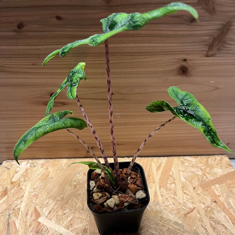 アロカシア ジャクリン | GREEN LUCK