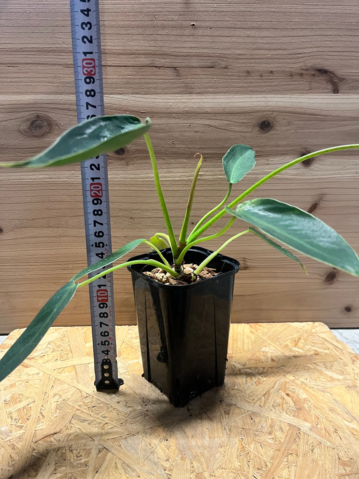 フィロデンドロン　スピリタスサンクチ フィロデンドロン スピリタスサンクチ | GREEN LUCK