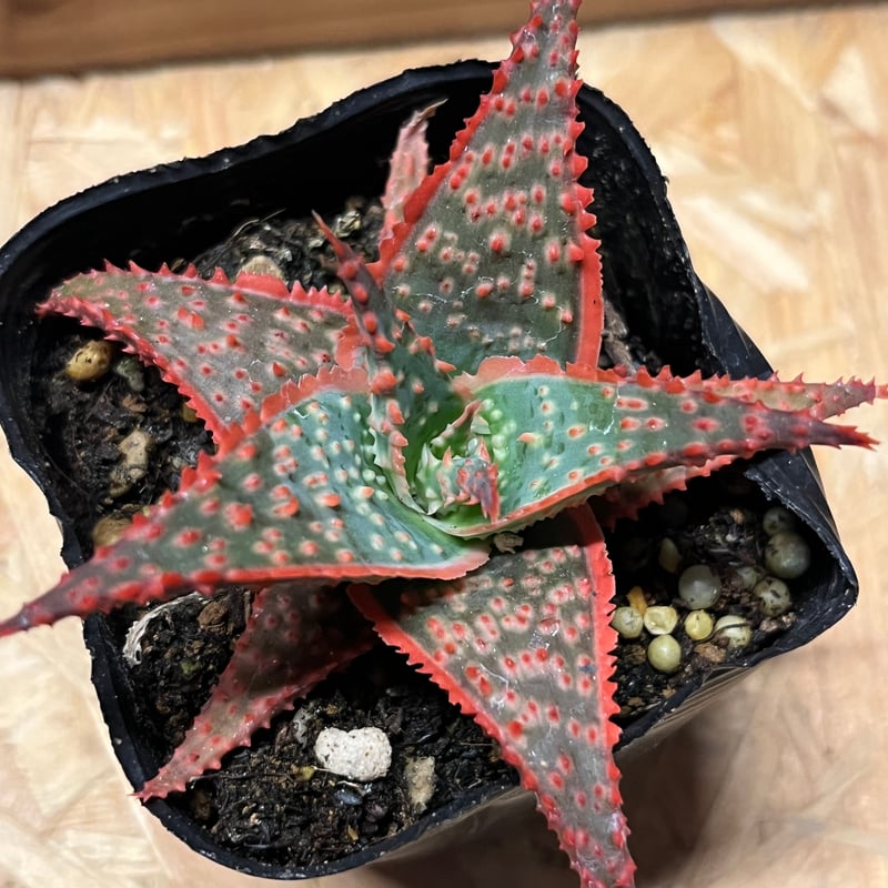 アロエ hyb ハイブリッド カスティロニアエ×クリスマスキャロル アロエ