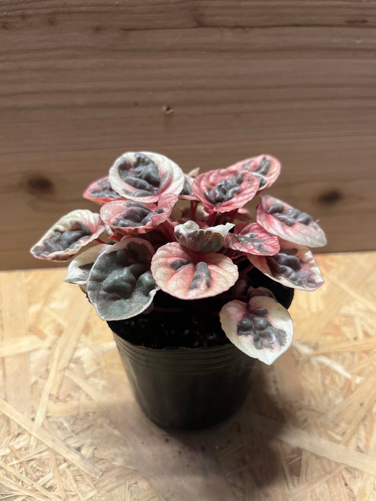 ❤❤❤Evera❤❤様 ストロベリークォーツ♡アンクBIGサイズ♡No.1857