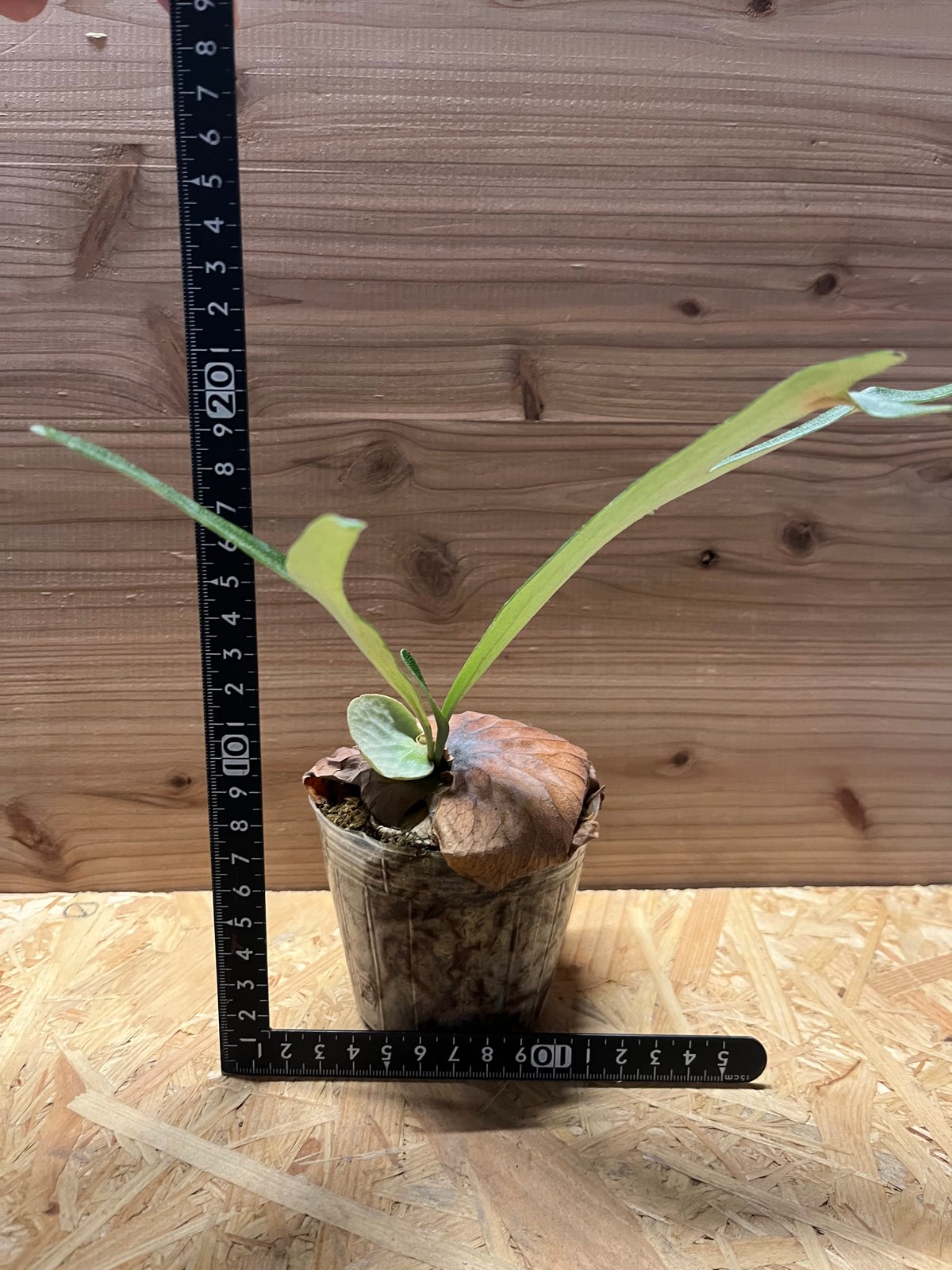 ビカクシダ ダウボーイ | GREEN LUCK