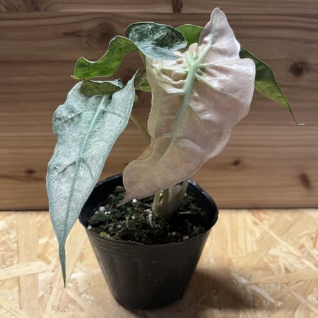 アロカシアアマゾニカ | STORES