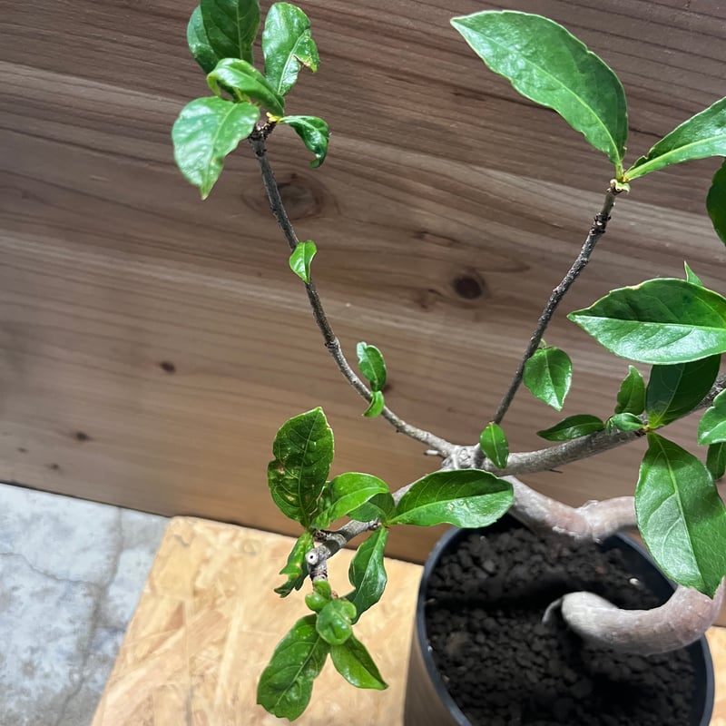 アダンソニア ディギタータ バオバブ | GREEN LUCK