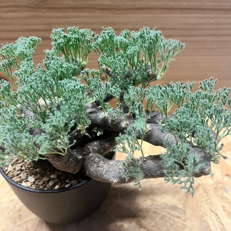 モンソニア ムルチフィダ （サルコカウロン） | GREEN LUCK