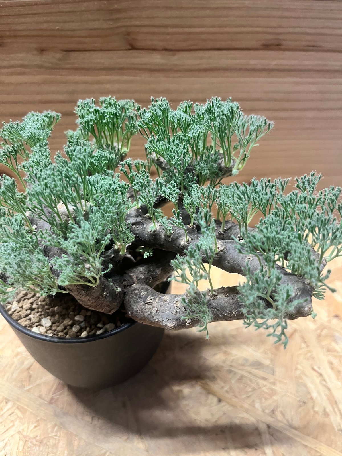 モンソニア ムルチフィダ （サルコカウロン） | GREEN LUCK