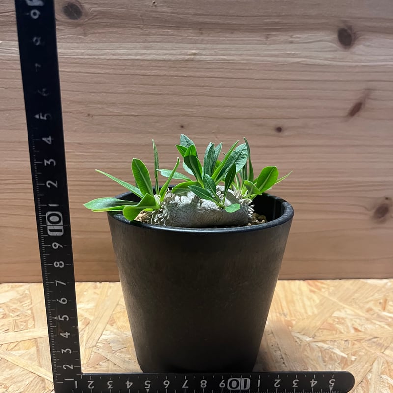 【週末Sale】パキポディウム 恵比寿笑い ⑥ パキポディウム 恵比寿笑い | GREEN LUCK