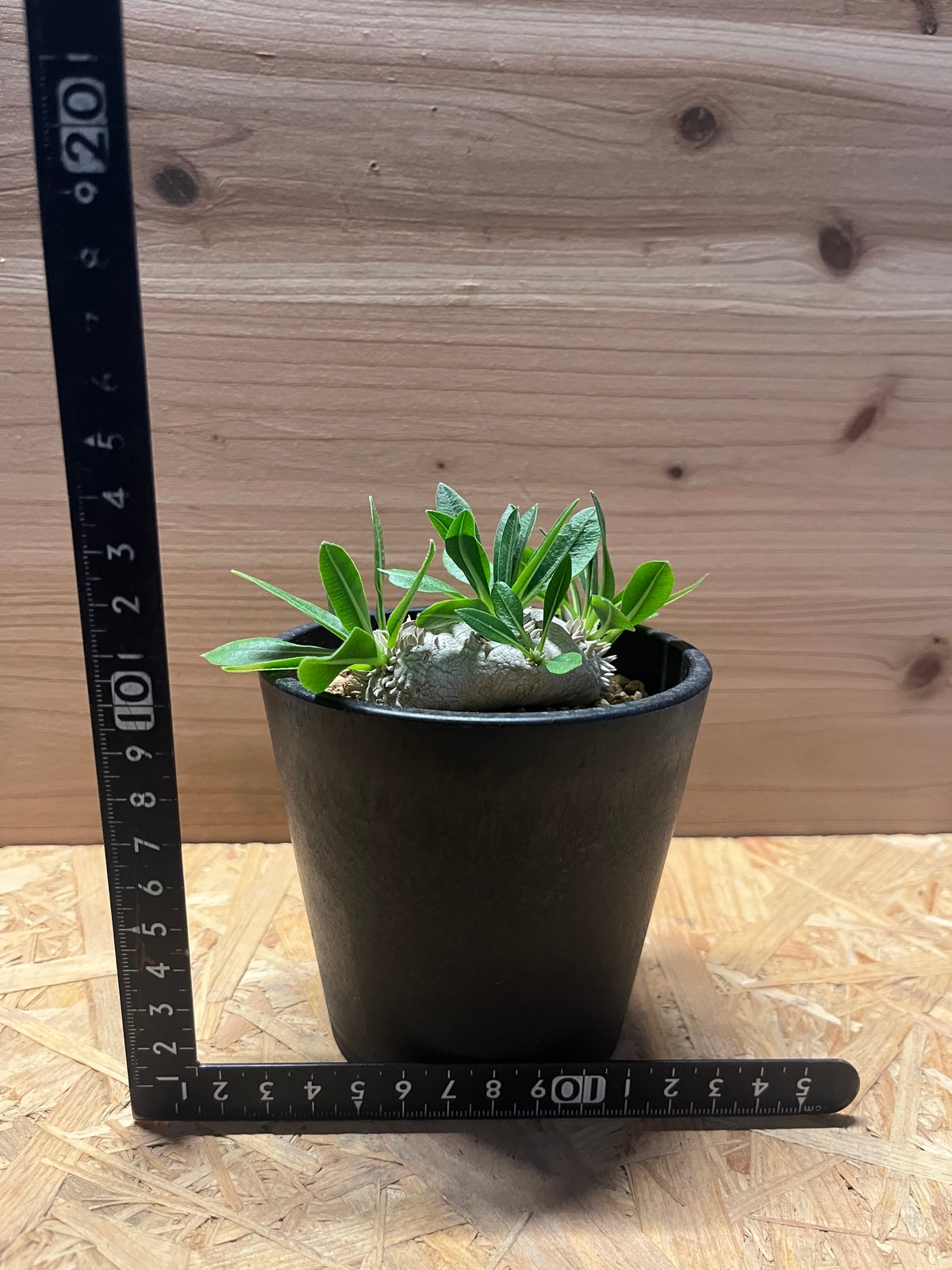 パキポディウム 恵比寿笑い | GREEN LUCK