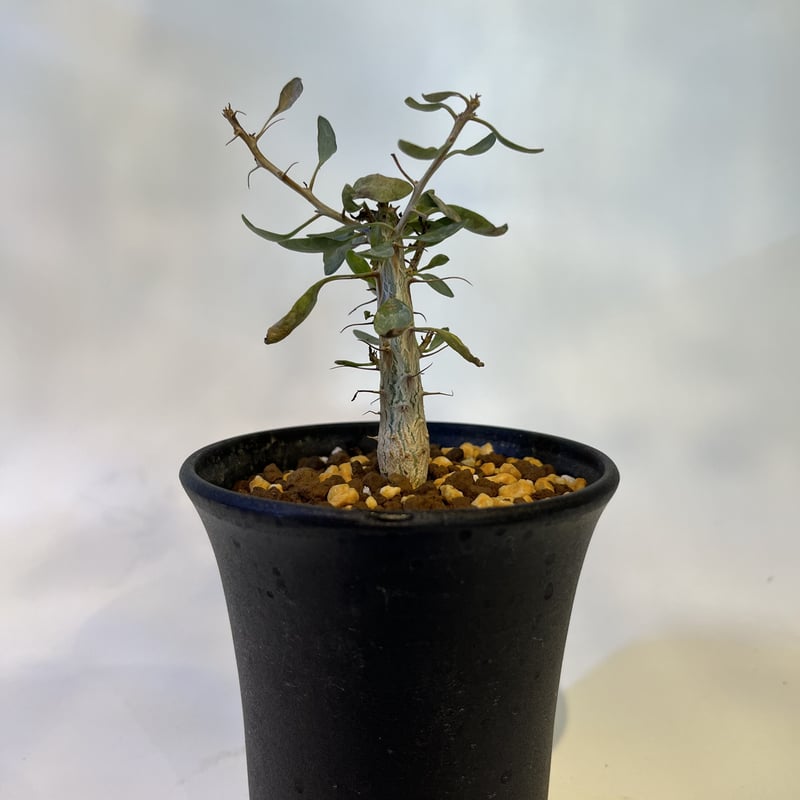 フォークイエリア コルムナリス 観峰玉 | GREEN LUCK