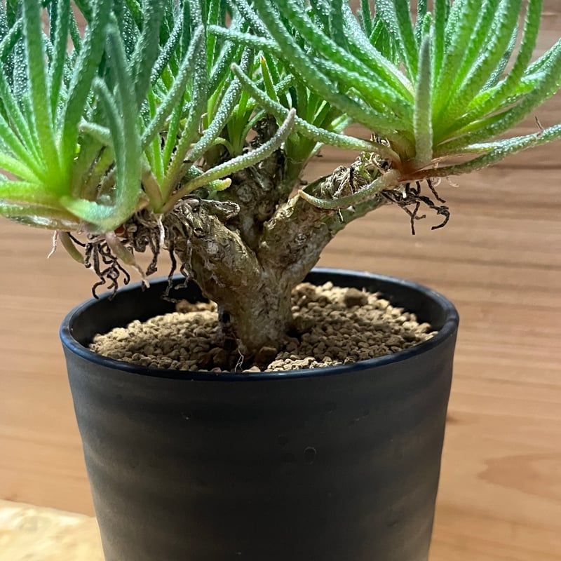 フィロボルス レスルゲンス | GREEN LUCK