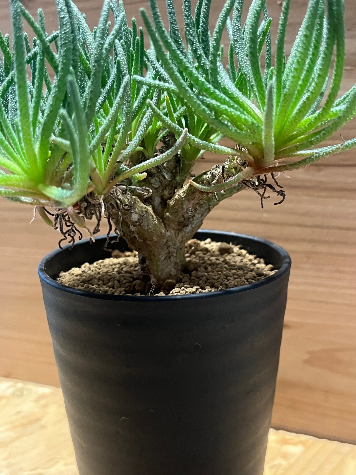 フィロボルス レスルゲンス | GREEN LUCK