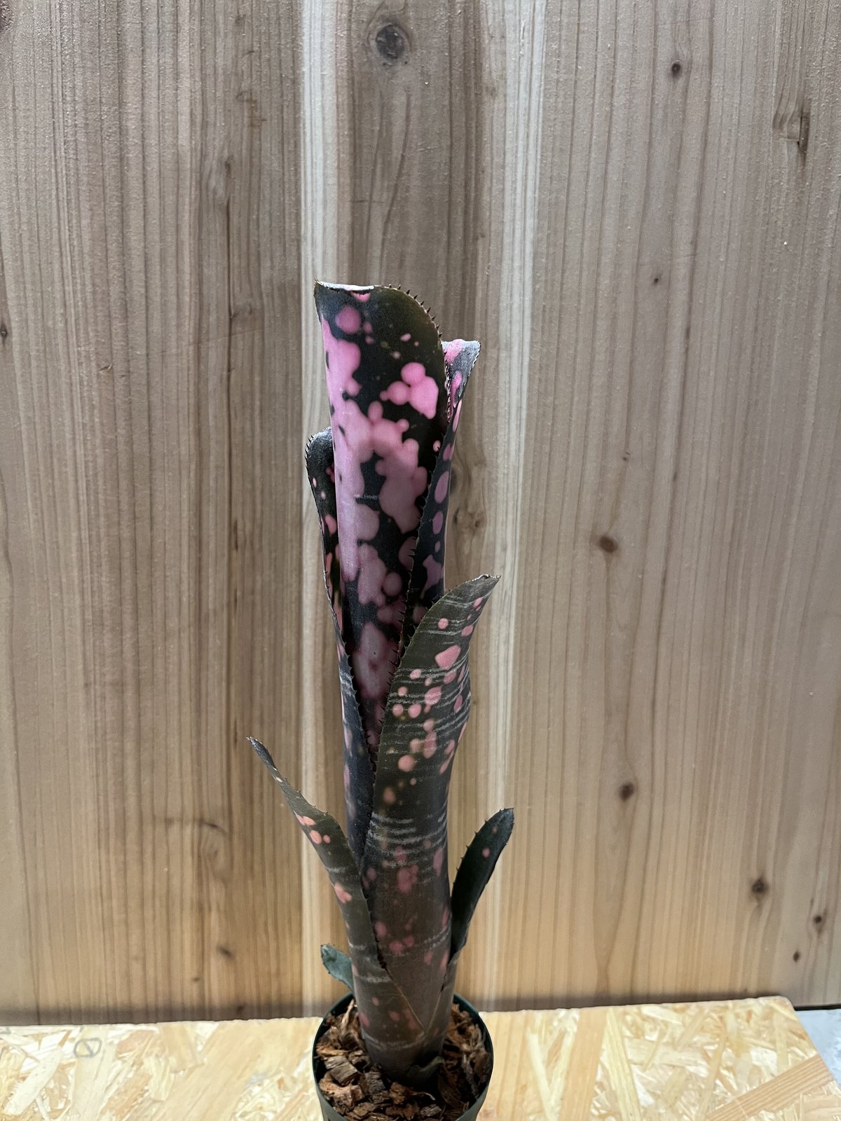 よしさん専用　ビルベルギア インセンディアリーデライト 子株 ビルベルギア インセンディアリー デライト「Billbergia