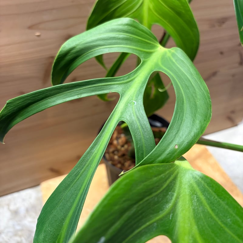 モンステラ 'バールマルクスフレーム' | GREEN LUCK