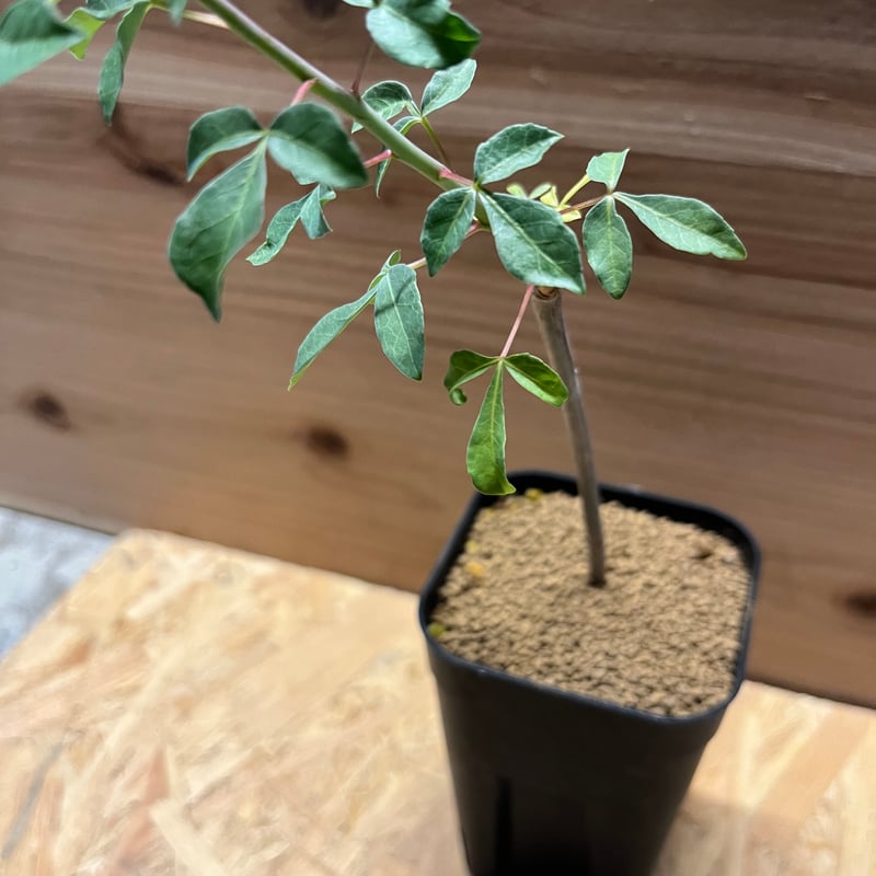 【現品】【発根済】コミフォラ・アフリカーナ 　８号　２Ｇ番 楽天市場】多肉植物 caコミフォラ アフリカーナ 現品販売 1026
