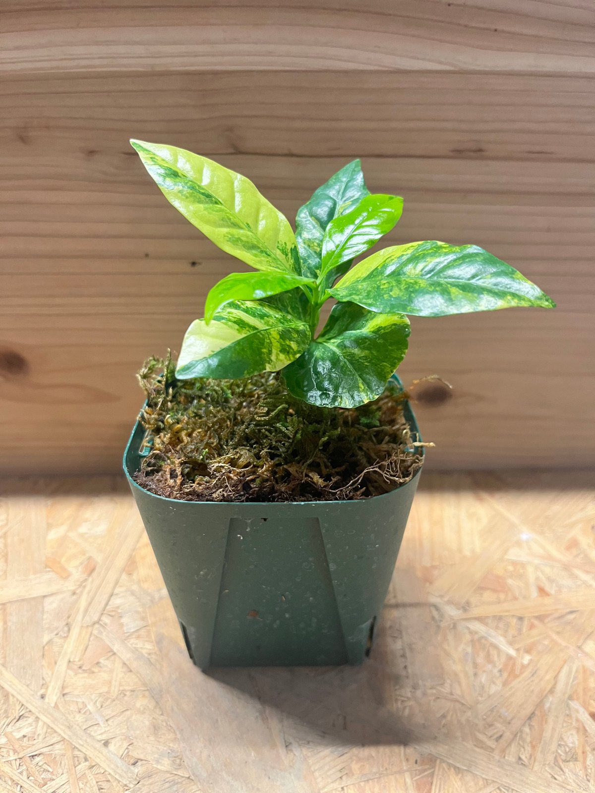 コーヒーの木 斑入り | GREEN LUCK