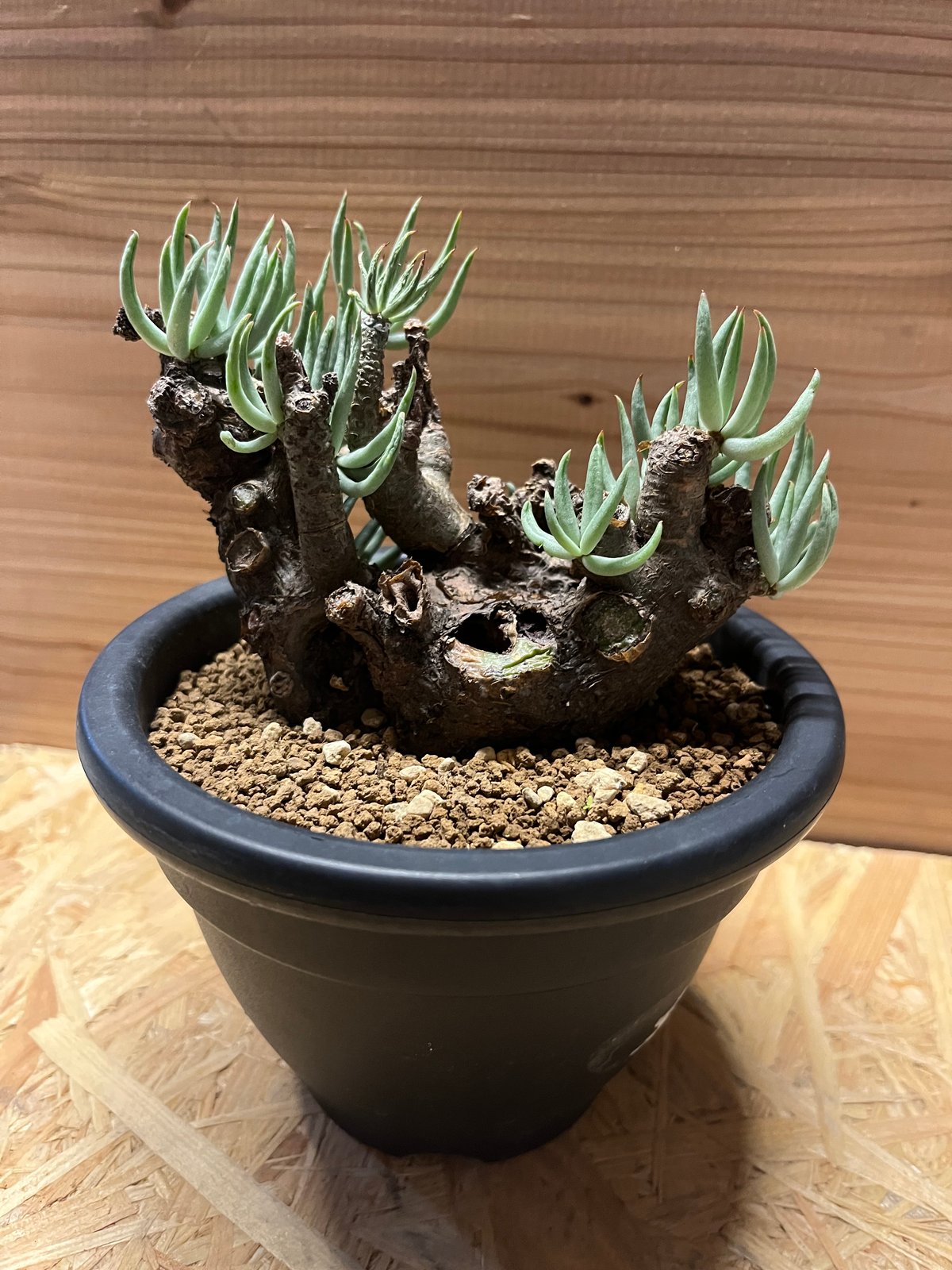 【コレクション株】チレコドン ペアルソニー “白象 “発根済 現地球 チレコドン ペアルソニー 白象 / Tylecodon pearsonii / 発根済み