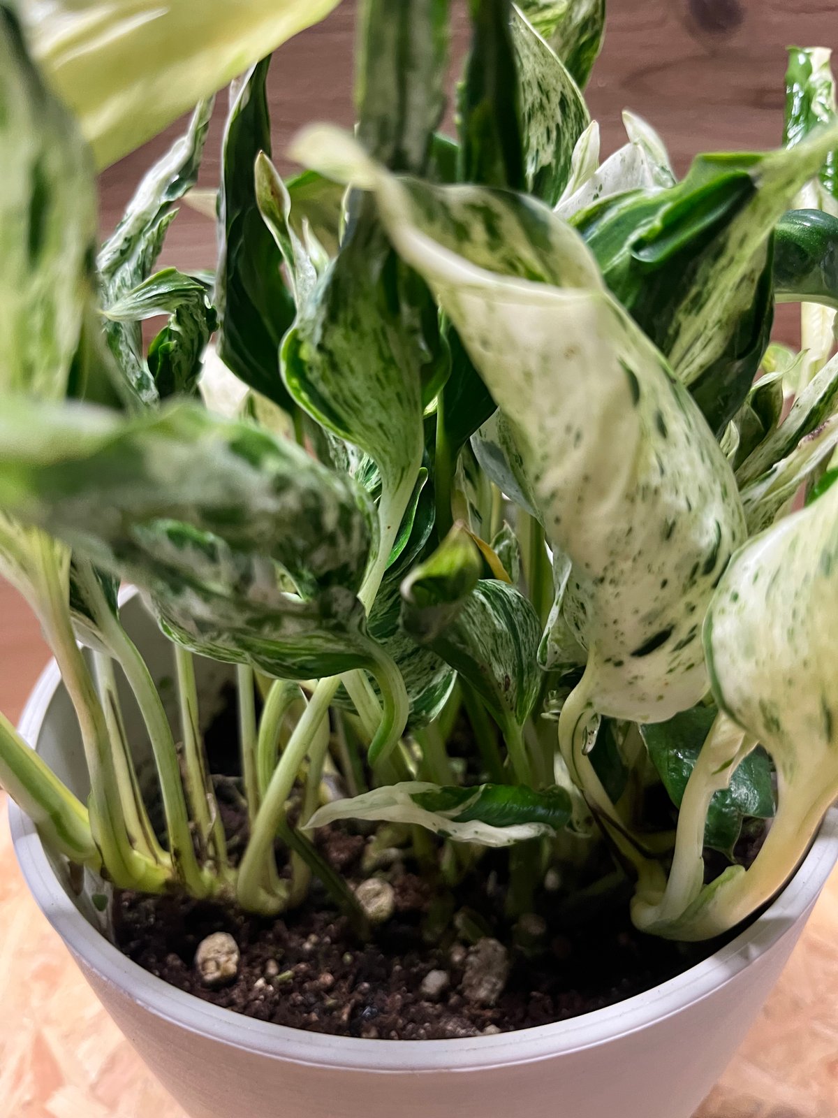 ポトス テルノラブソング | GREEN LUCK