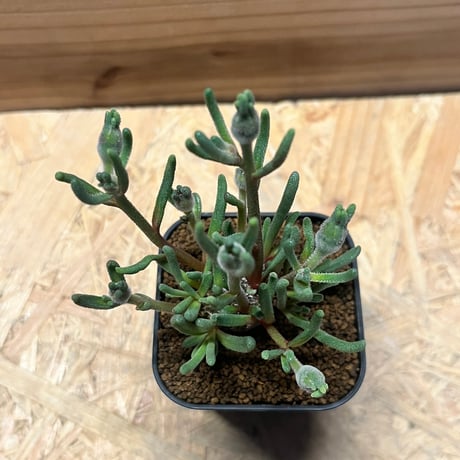 フィロボルス　テヌイフロルス