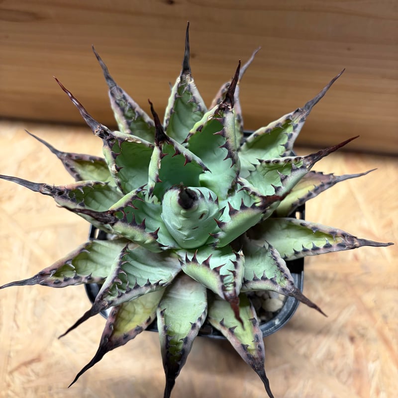 アガベ 八荒雷神 陽炎タイプ | GREEN LUCK