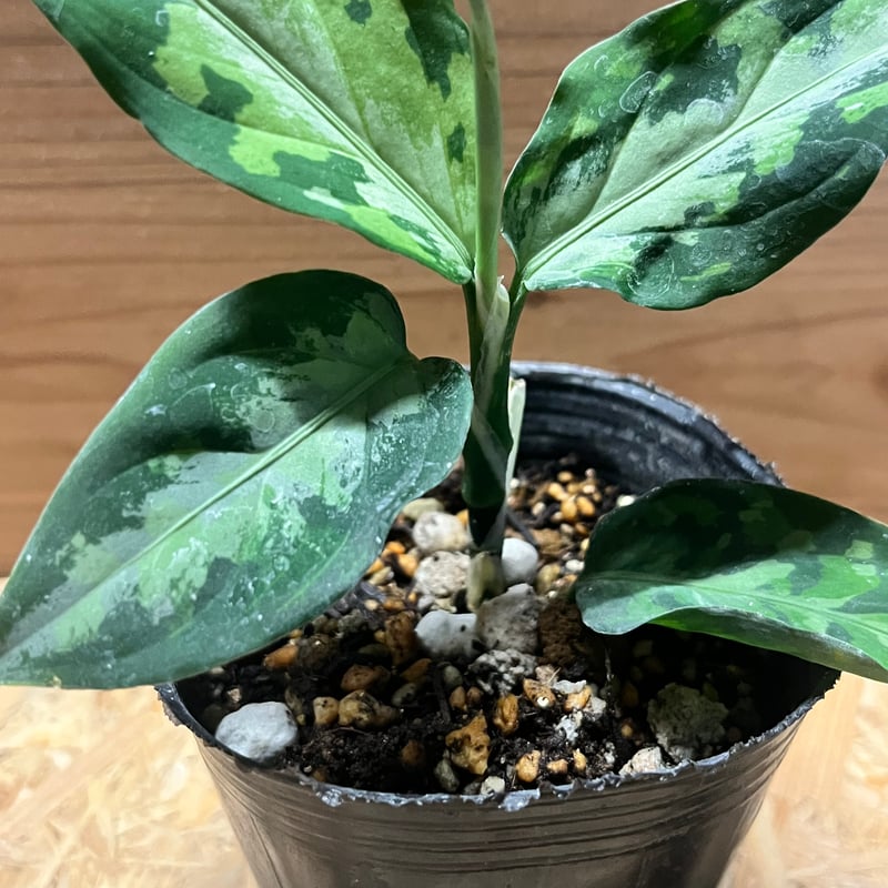 アグラオネマ ピクタム トリカラー エウレカ | GREEN LUCK