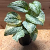 アンスリウム ルクスリアンス×ラディカンス | GREEN LUCK