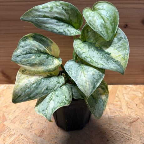 スキンダプサス | STORES