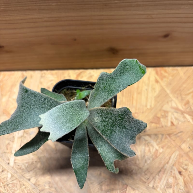ビカクシダ  月光爪哇 観葉植物 ビカクシダ ウィリンキー '月光爪哇' | GREEN LUCK