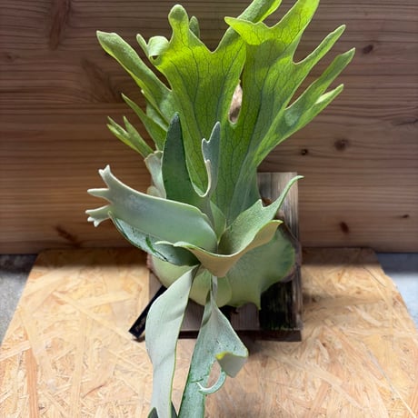 CATEGORY 観葉植物 | GREEN LUCK