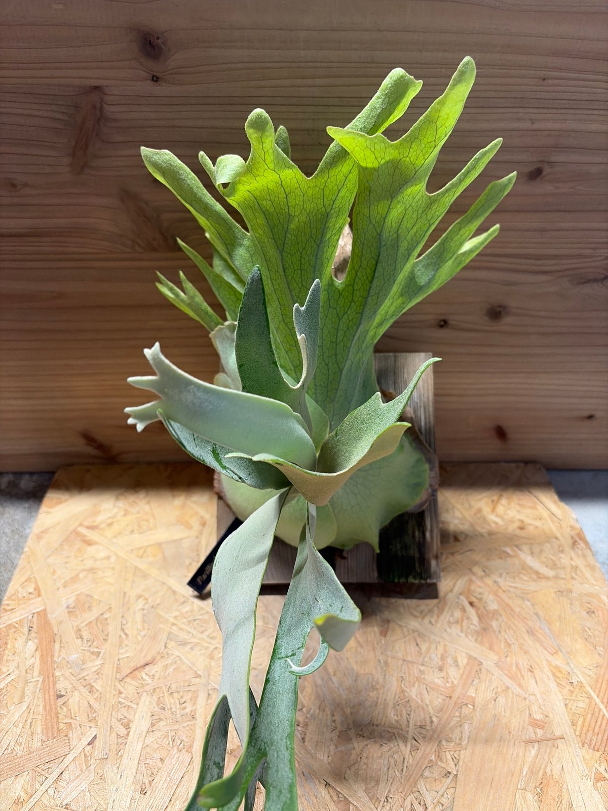 ビカクシダ ウィリンキー ワイルド | GREEN LUCK