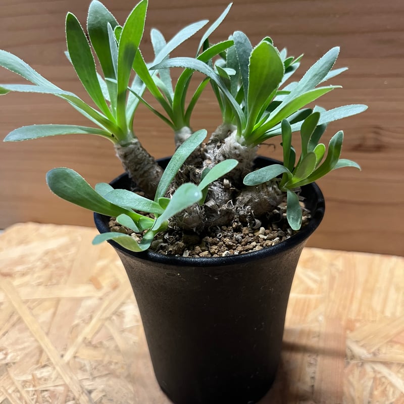 オトンナ・レトロルサ（Othonna retrorsa）／現地球・発根済み