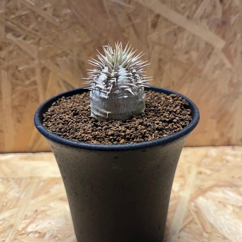 パキポディウム デンシカウレ 恵比寿大黒 | GREEN LUCK