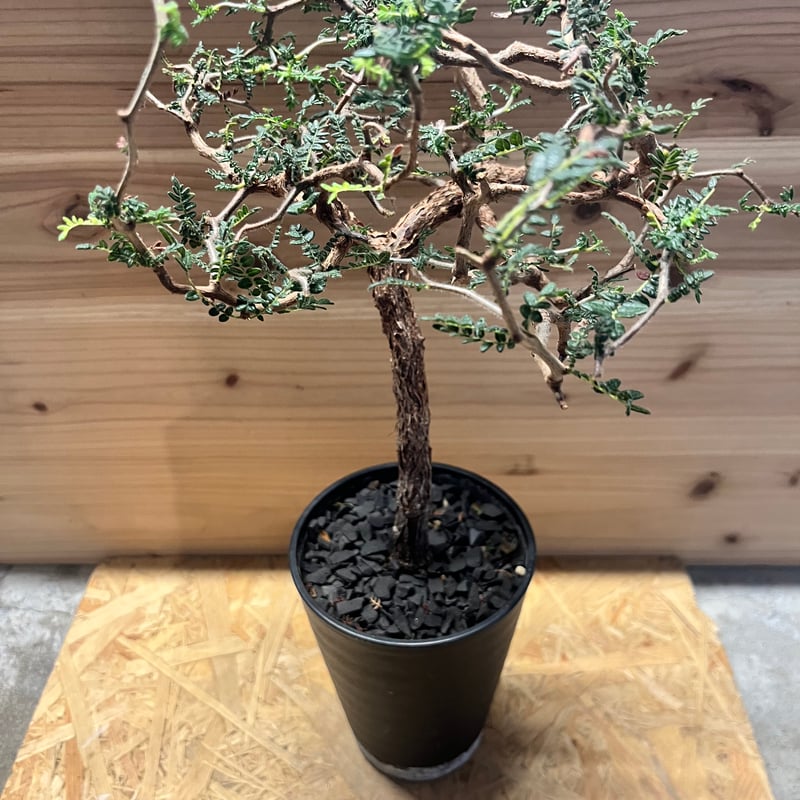 コミフォラ モンストローサ | GREEN LUCK