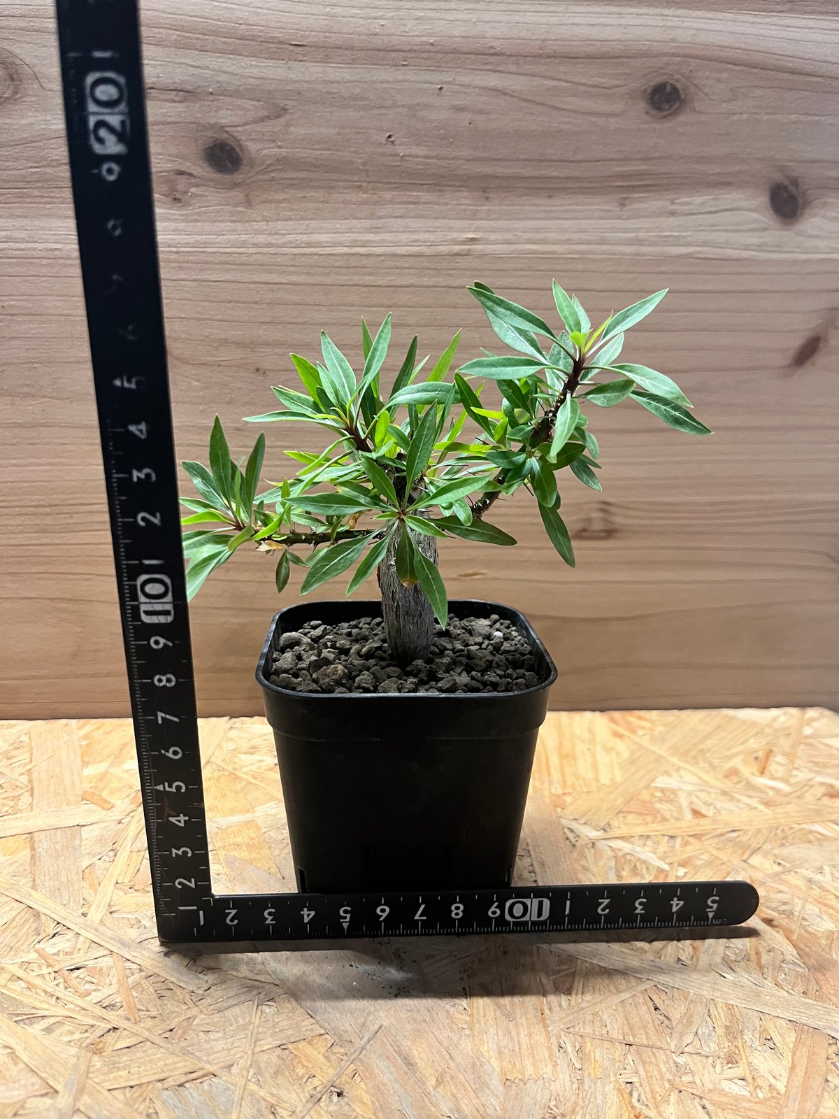 フォークイエリア プルプシー | GREEN LUCK