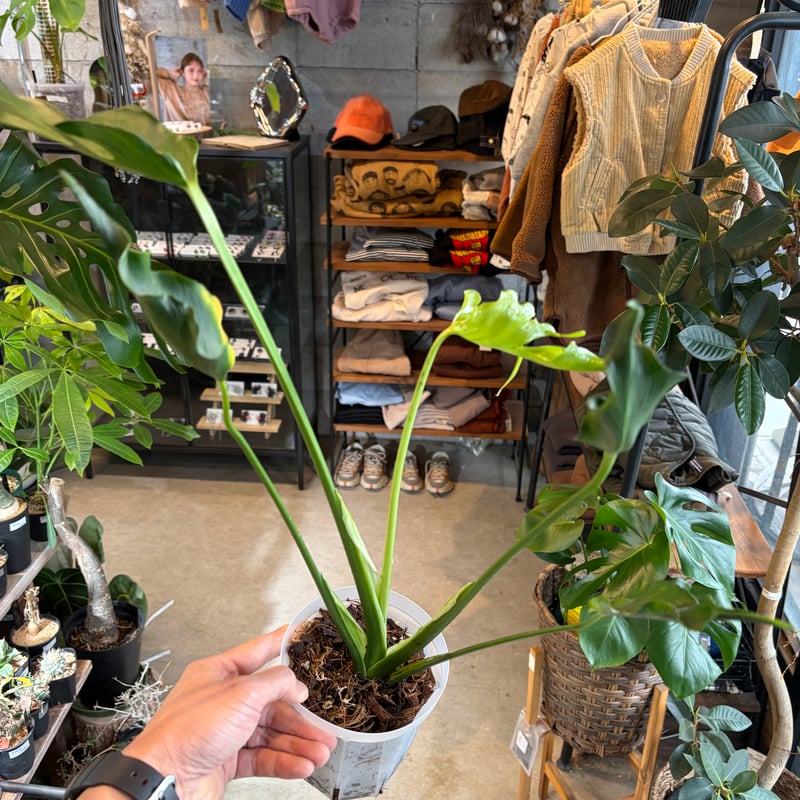 モンステラ デリシオーサ 'ユニアエ' | GREEN LUCK