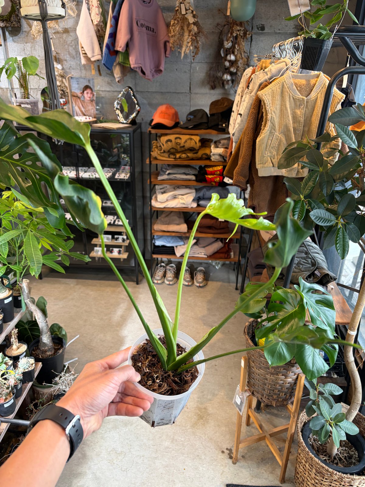 モンステラ デリシオーサ 'ユニアエ' | GREEN LUCK