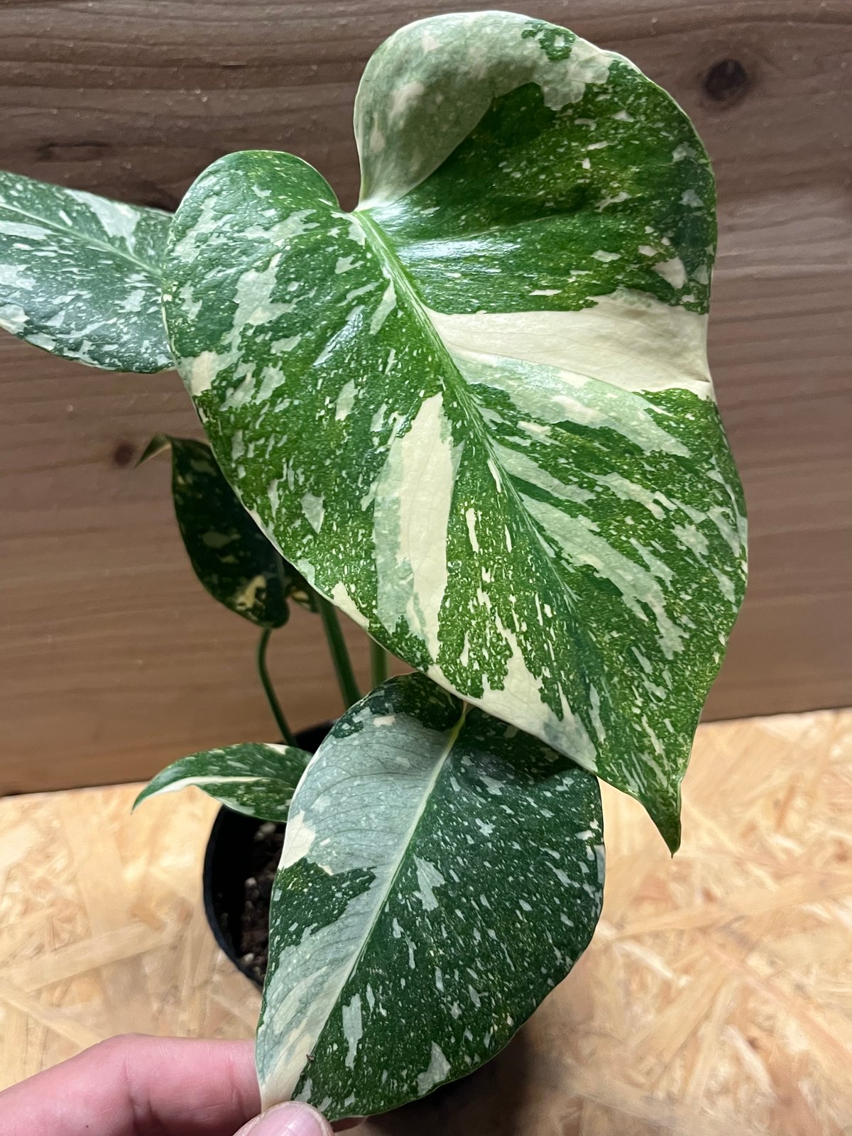 り*ー様 モンステラ デリシオーサ タイコンステレーション 美斑 検索 レガシー り*ー様 モンステラ デリシオーサ タイコンステレーション 美斑