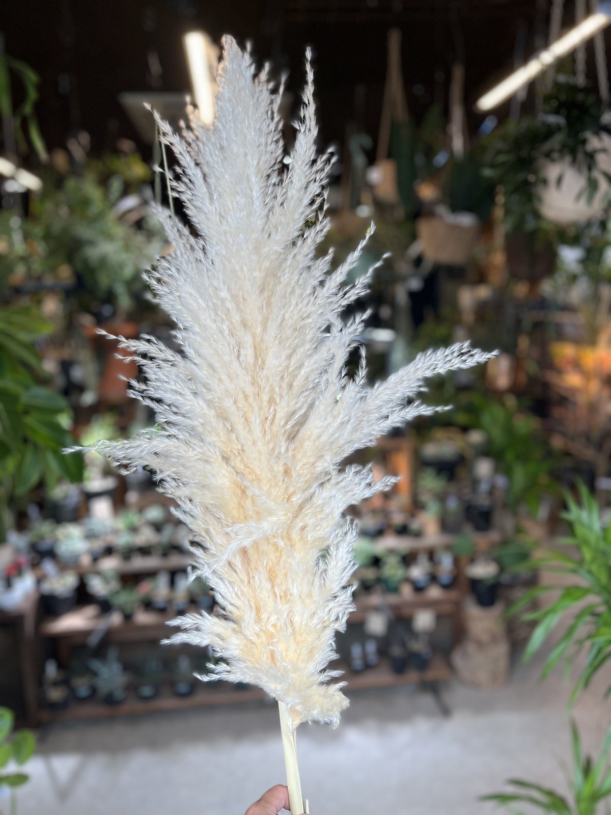 Fluffy　パンパスグラス Amazon | 10 ps天然パンパスグラス48インチ（70 cm）ふわふわ