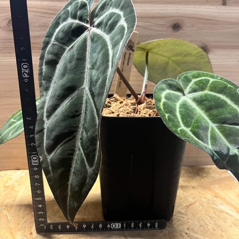 アンスリウム　カーラブラッキー　大株　破格 アンスリウム カーラブラッキー 大株 破格 アンスリウム カーラ