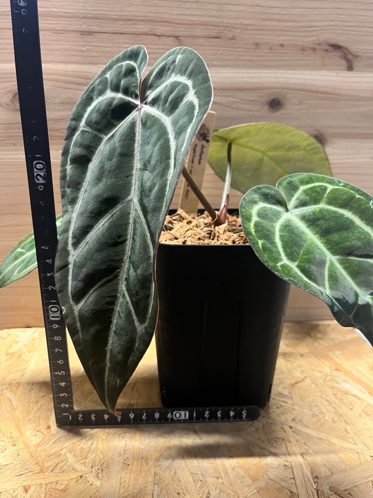 アンスリウム エンジェルズドリーム×カーラブラッキー | GREEN LUCK