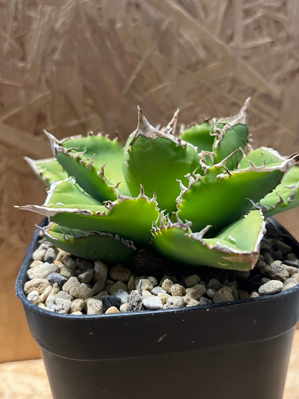 アガベ チタノタ シエラミクスティカ 大白鯊タイプ