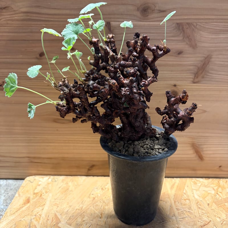 ペラルゴニウム ミラビレ | GREEN LUCK