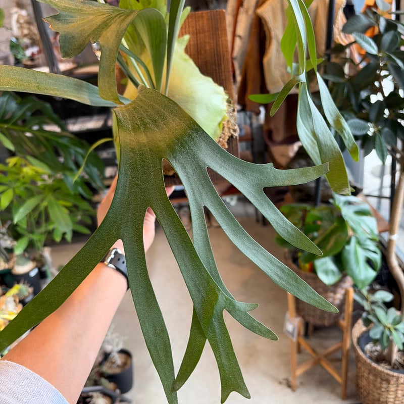 ビカクシダ 'SSフーン' | GREEN LUCK